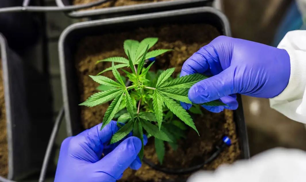 cannabis medicinal