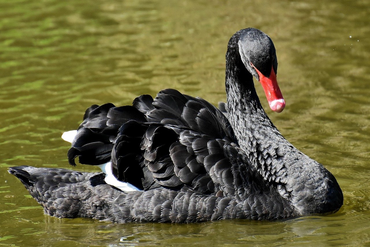 cisne negro - caso gripe aviária MG