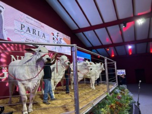 Créditos Lance Rural/Divulgação
