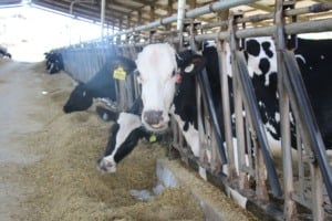 Divulgação governo de Minas Gerais 
