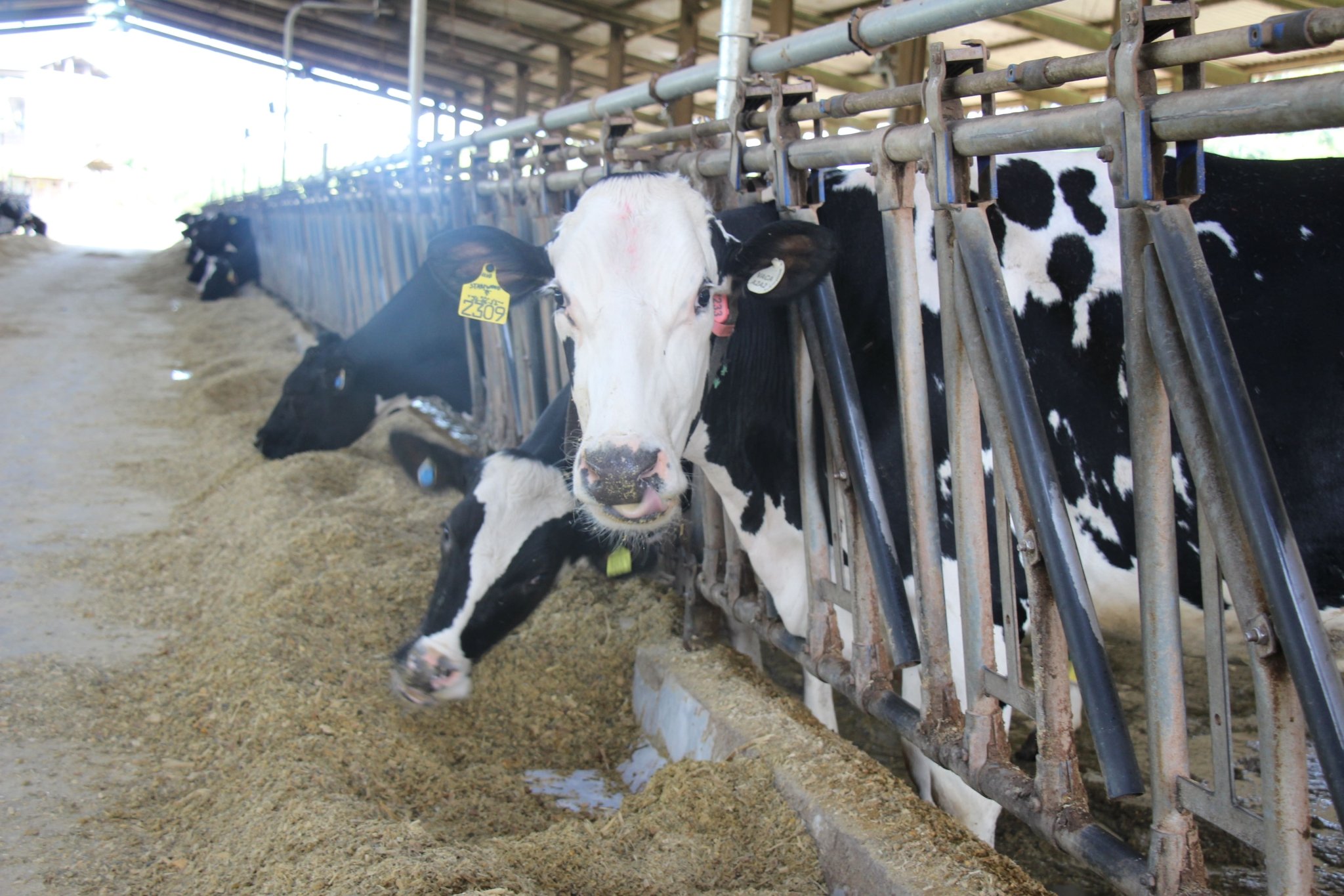 Alimentação mais barata reduz custos de produção do leite em setembro