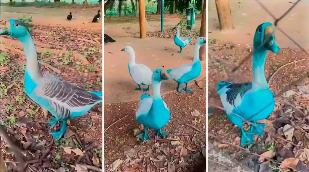 patos e gansos contaminados