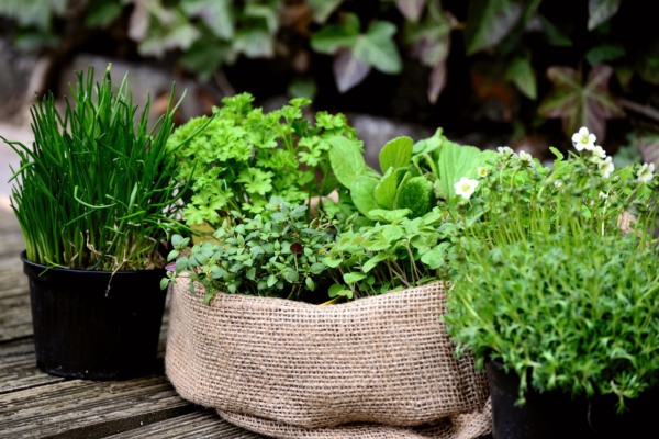 plantas medicinais