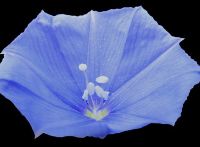 Planta com flor azul