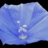 Planta com flor azul