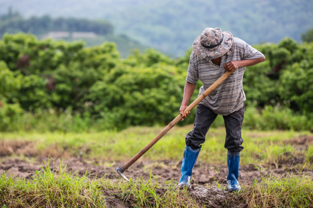 A male farmer who is using a shovel to dig the soil in his rice fields.