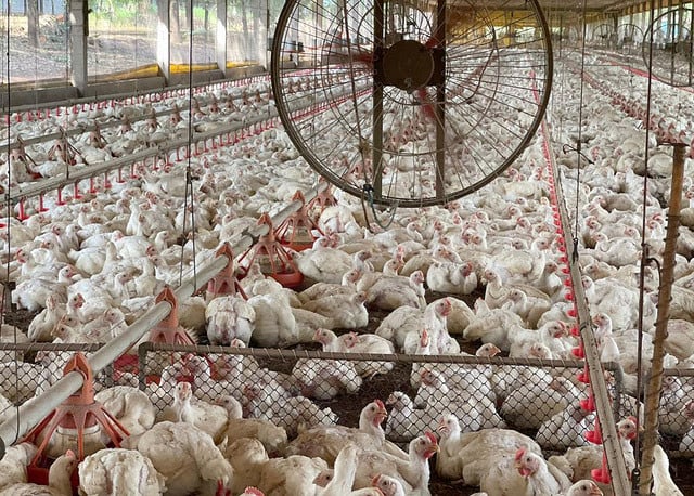 gripe aviária Tocantins - Aguiarnópolis