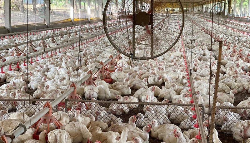 gripe aviária Tocantins - Aguiarnópolis