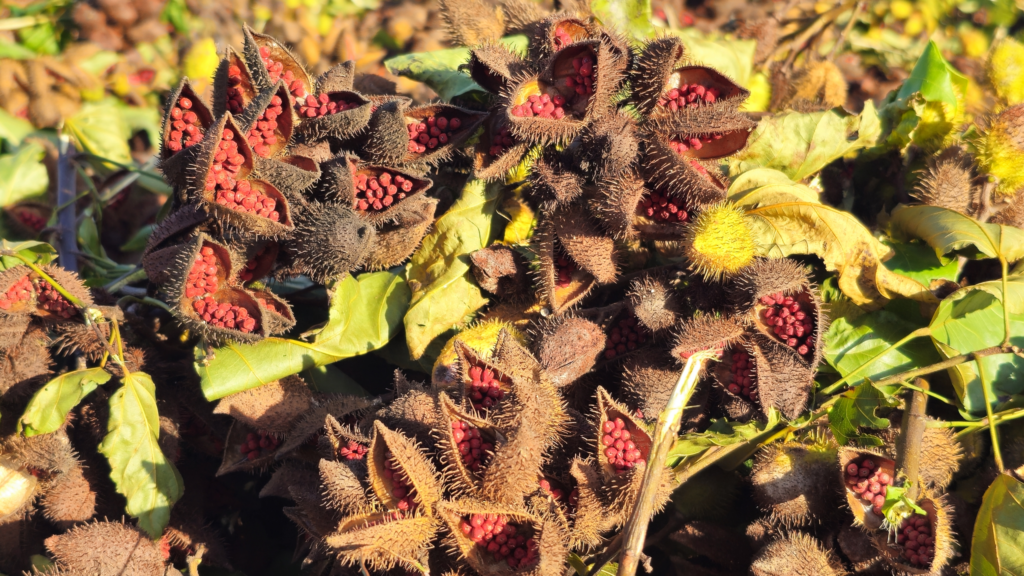 Imagens de URUCUM
