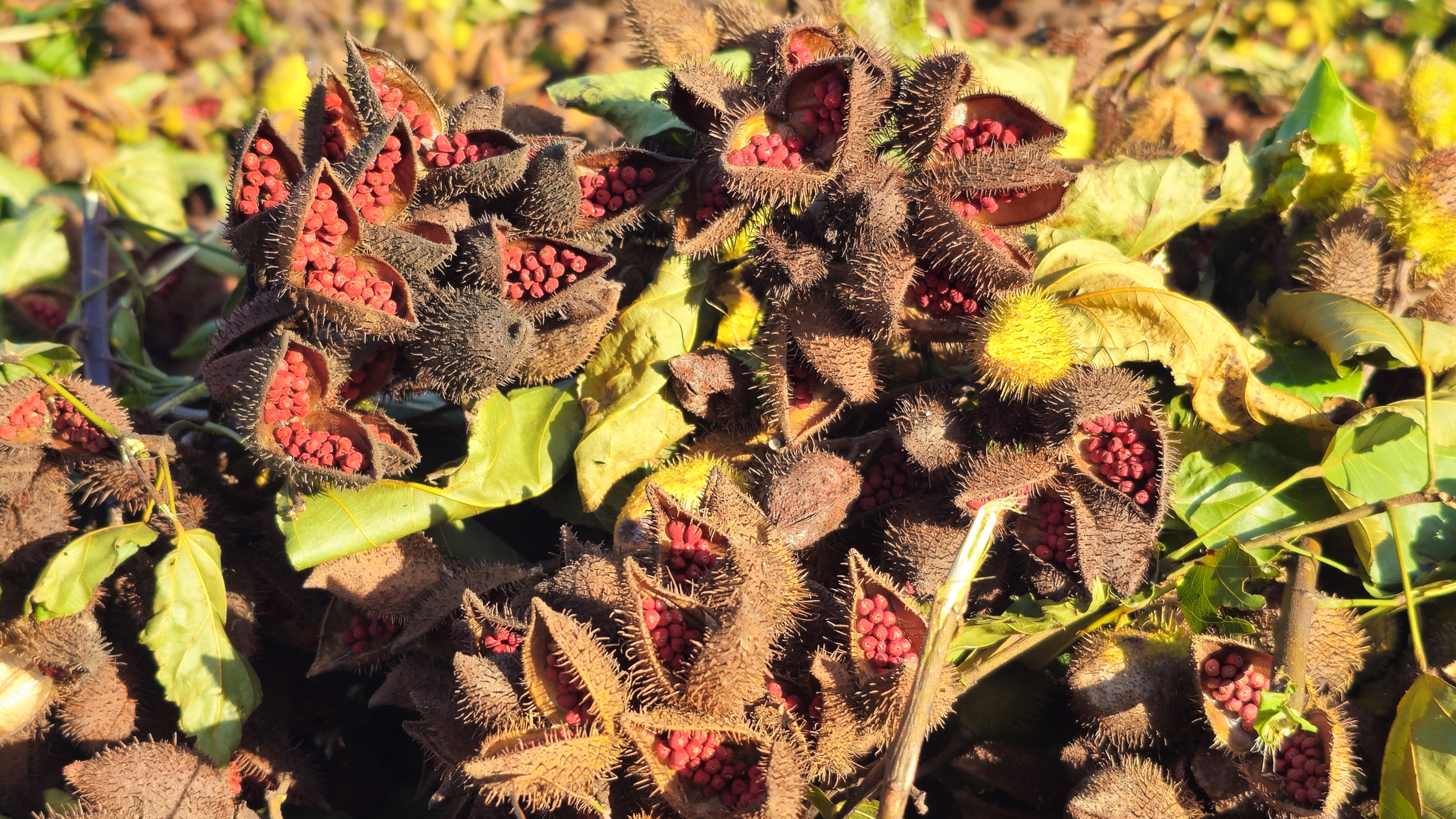 Imagens de URUCUM