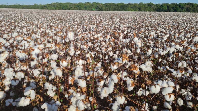 Lavoura de algodão em áreas de cultivo na Agro Penido. Foto: Divulgação/Agro Penido