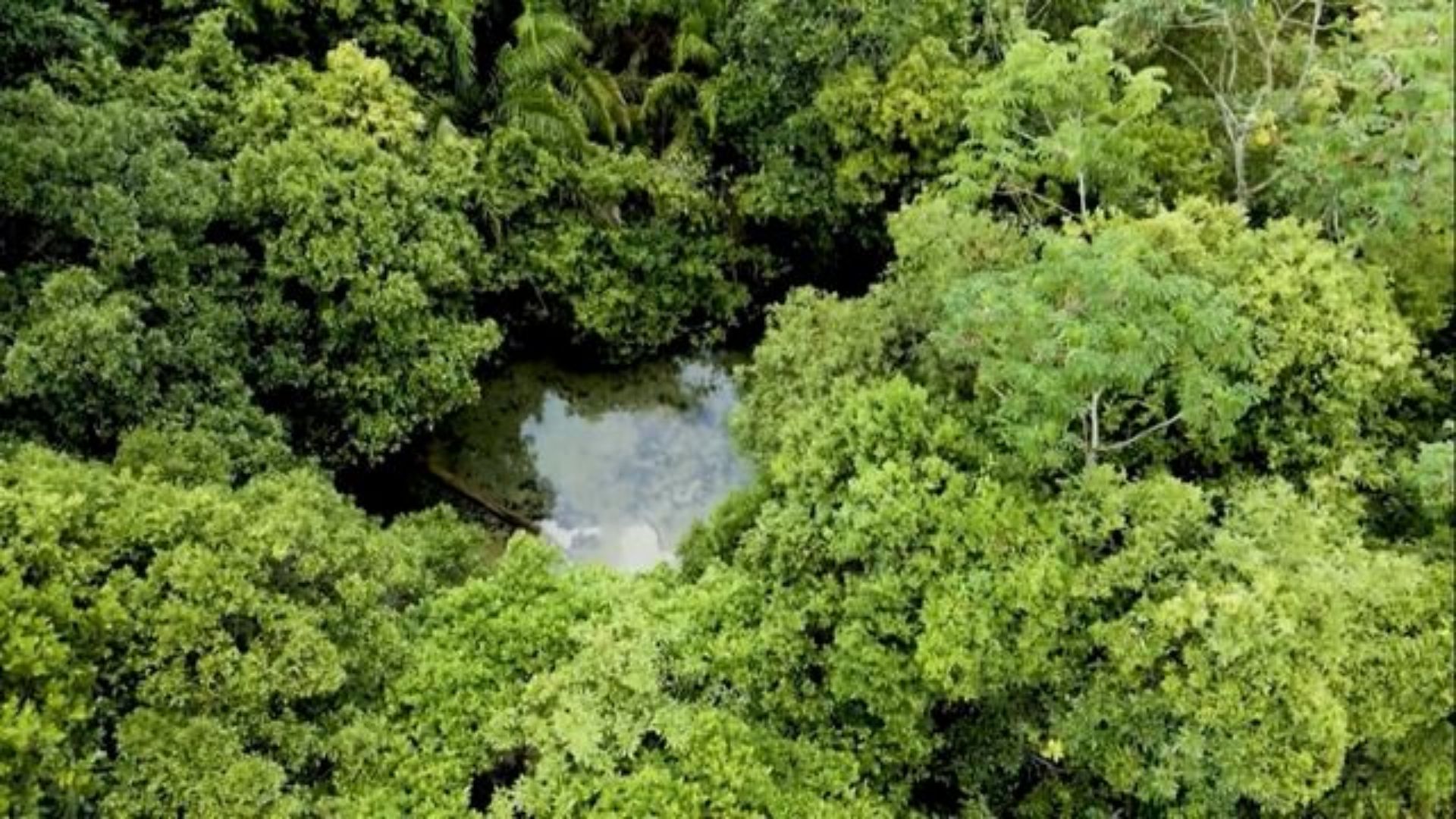 Imagem aérea da nascente com fervedouro na fazenda Água Viva, da Agro Penido. Foto: Reprodução/Planeta Campo