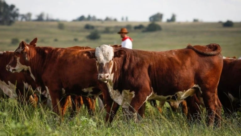 Carne a pasto ou confinada: qual é mais saborosa e saudável?