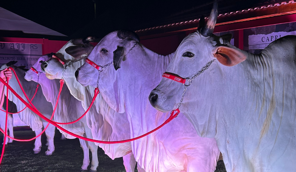 Vacas da raça nelore, clones da Parla FIV AJJ, enfileiradas com cabresto vermelho, a noite. Vacas da raça nelore, clones da Parla FIV AJJ, enfileiradas com cabresto vermelho, a noite.