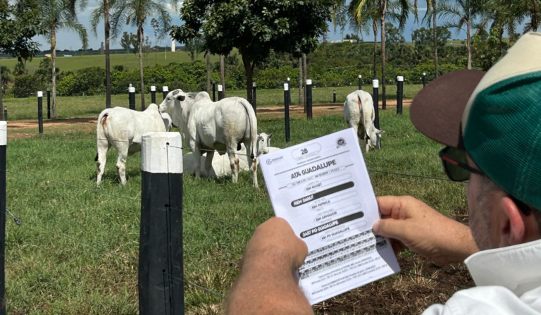 Assessoria Pecuária