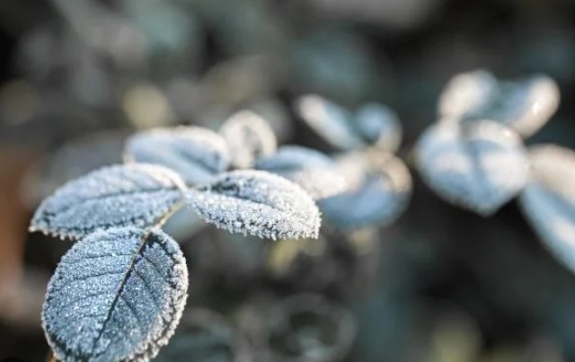 Pode nevar no Brasil, sim! E o campo sente os efeitos