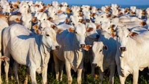 Leilão Padrão Acrioeste, Barreiras, Oeste da Bahia