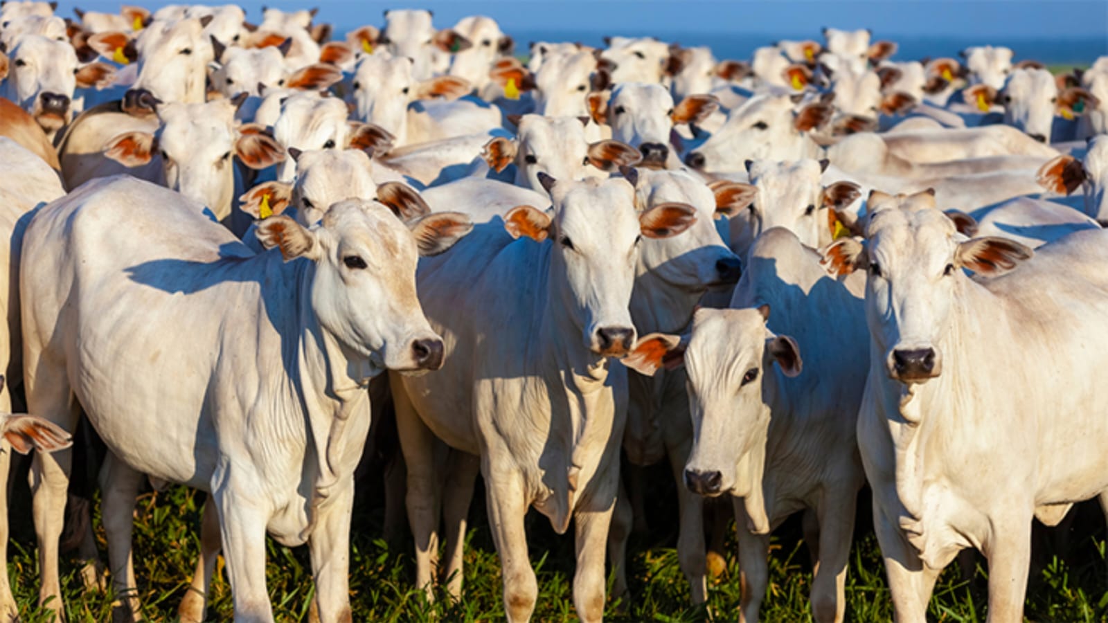 Leilão Padrão Acrioeste, Barreiras, Oeste da Bahia