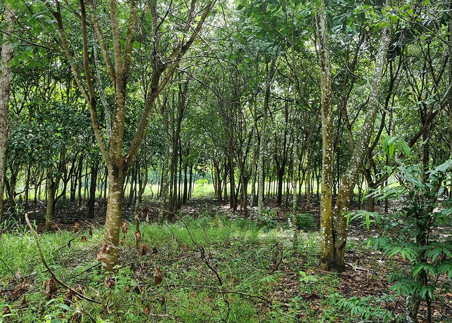 Reflorestamento com mudas cobre área acima da meta em MT
