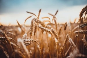 produção de trigo 25/26