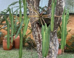 Philodendron spiritus-sancti