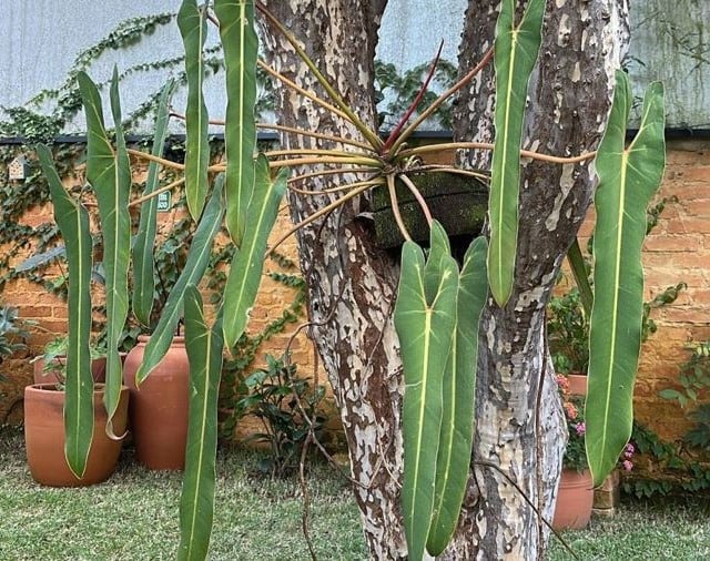 Philodendron spiritus-sancti Philodendron spiritus-sancti