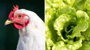 produto usado em criação de frango auxilia crescimento de alface