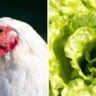 produto usado em criação de frango auxilia crescimento de alface