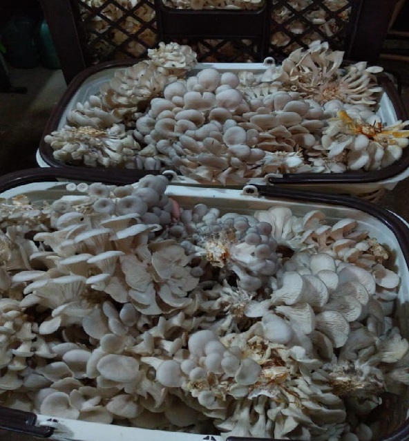Produção de cogumelos 