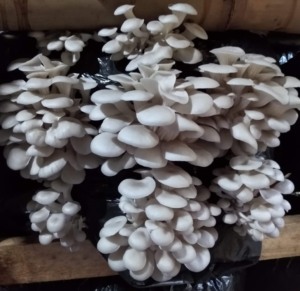 Cogumelos