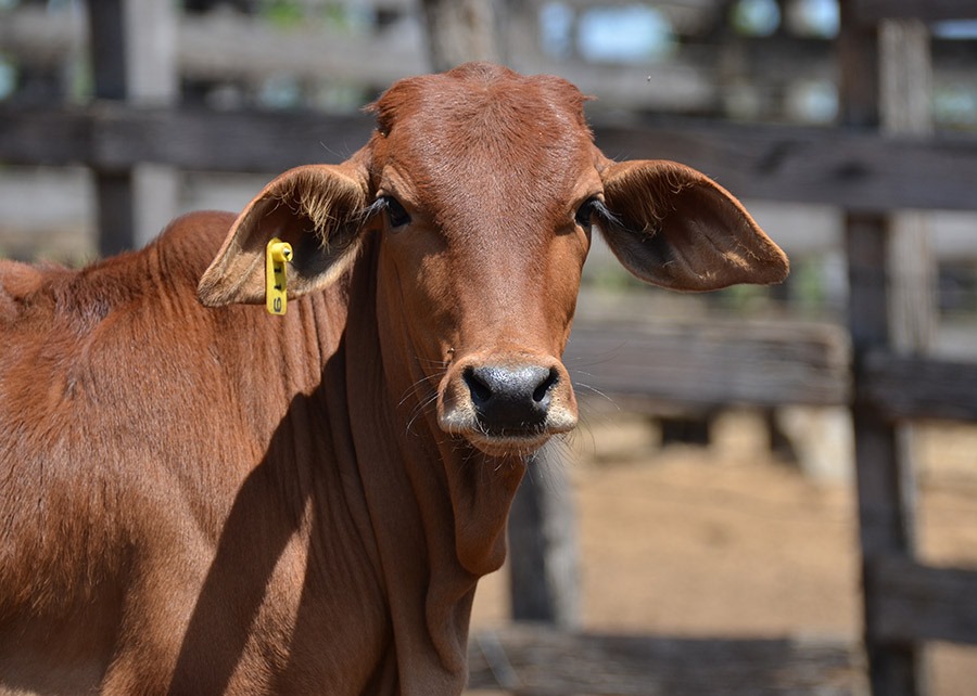 Impasse sobre tarifaço entre Brasil e EUA pode favorecer setor de carnes da Argentina, avalia Rosgan