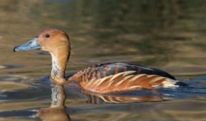 marreca-caneleira, encontrada em Diadema (SP) com gripe aviária