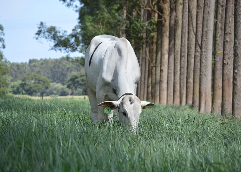 Sistema Silvipastoril, pecuária Sistema Silvipastoril, pecuária