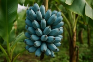 banana azul