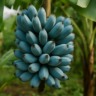 banana azul