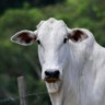 Bovino de corte em área de pasto. Foto: Canva