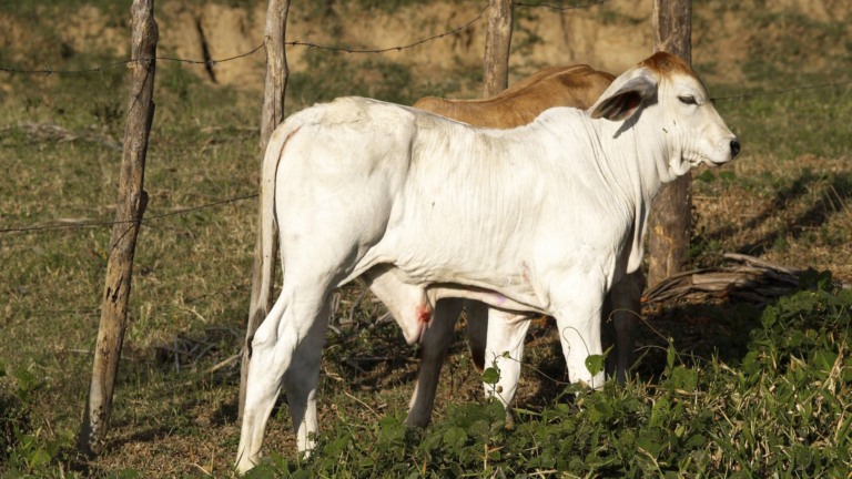 Bezerro em área de pasto. Foto: Canva