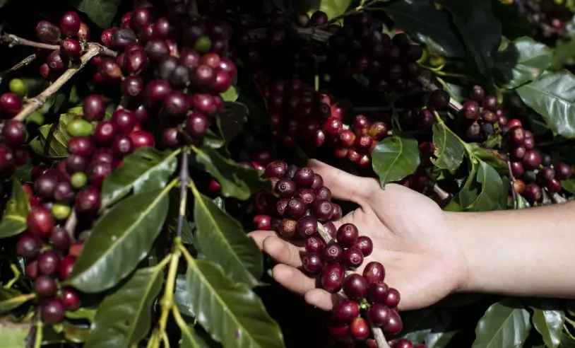 Café brasileiro deve entrar na lista de exceções do tarifaço