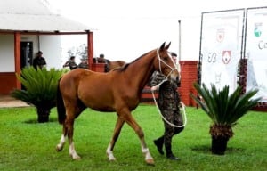 cavalo exército