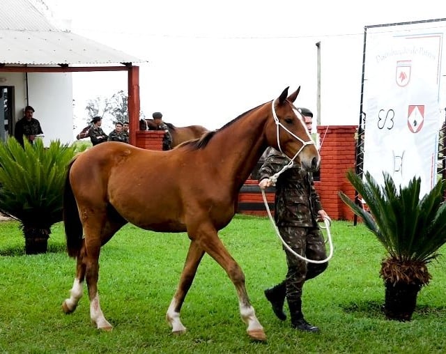 cavalo exército