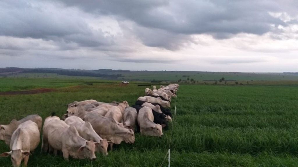Monitoramento da cerca elétrica evita prejuízos e protege o rebanho