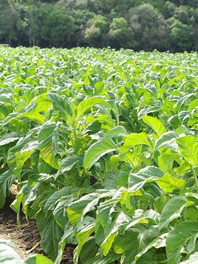 Tabaco: safra 2022/23 encerra com produção de 605 mil toneladas na região Sul