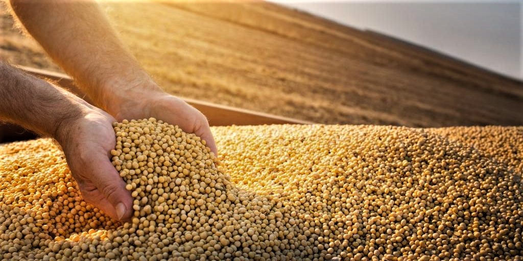 Produtores de soja ‘seguram’ estoques em busca de melhores preços; como foi a semana no mercado?
