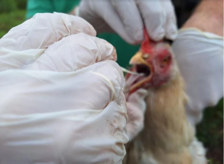 Em evento no Brasil, FAO discute novas estratégias de combate à gripe aviária