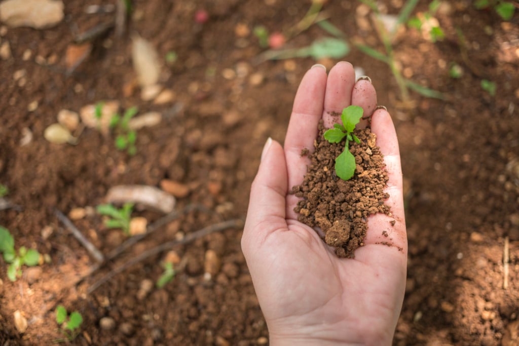 terra ao fundo desfocada, com a palma da mão com um punhado de terra em cima