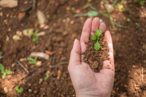 terra ao fundo desfocada, com a palma da mão com um punhado de terra em cima