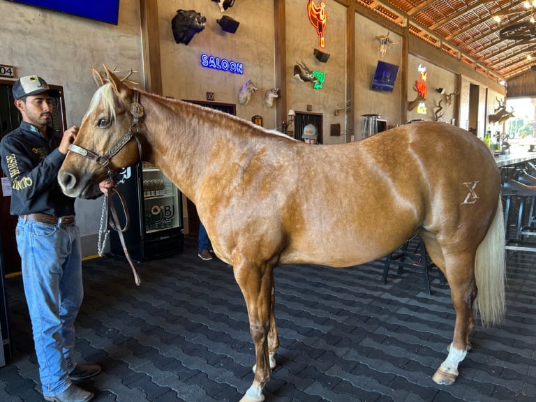 Leilão JBJ Ranch 2025 - Cavalos - ICSI