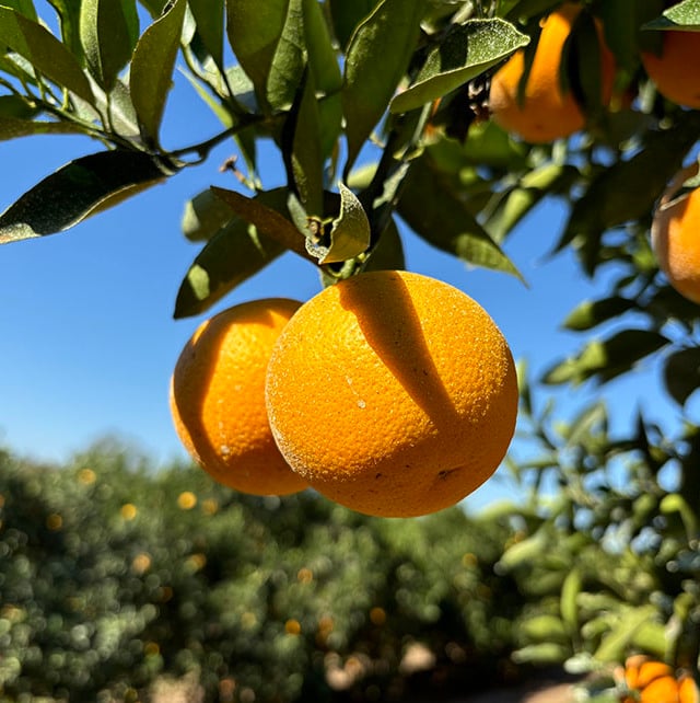 Laranja majorca