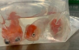 peixes vivos apreendidos em bagagem