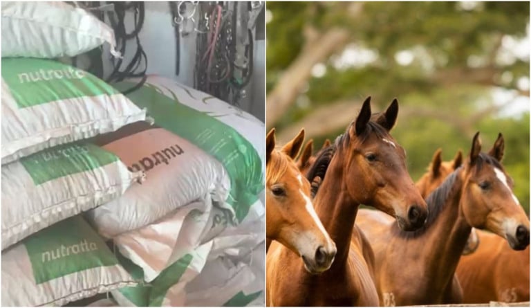 ração Nutratta morte de cavalos